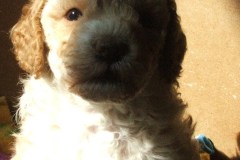 labradoodle-puppies-111