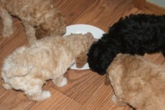 liberty-labradoodle-puppies-076-1024x767