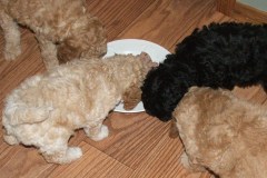 liberty-labradoodle-puppies-076