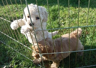 daisychief5wks110