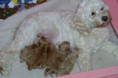 libbyfirstlitter