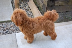 libertylabradoodles_0104