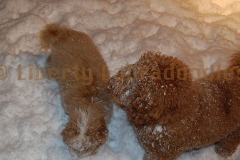 Here he and his Daughter, Echo play in the snow